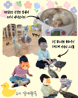 5살 꿈누리반 교육활동-오리 생태활동
